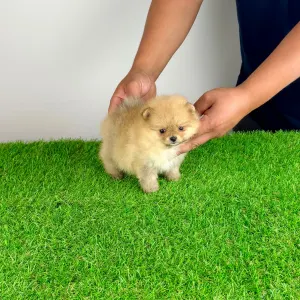 Pomeranian - Siena