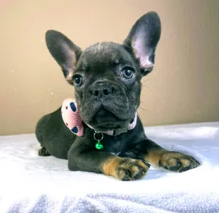 French Bulldog - Stella