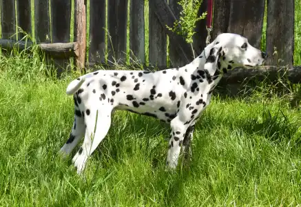 Dalmatian - Bingo