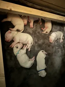 Dalmatinski pas - Arina