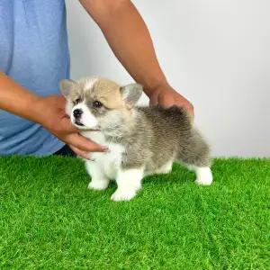 Welsh Corgi Pembroke - Cosima