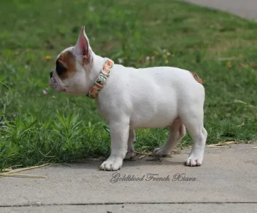 French Bulldog - Xiara