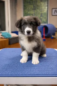 Border Collie - Blue Boy