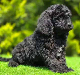 Cavapoo - Mendosa