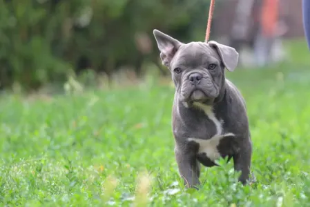 Französische Bulldogge - Magnus