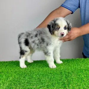 Australian Shepherd - Valentin
