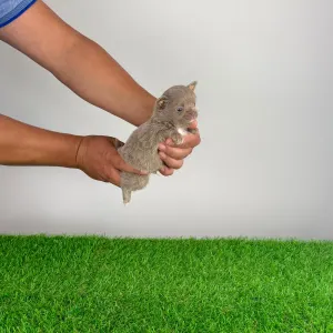 Chihuahua - Hero