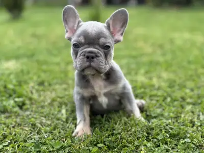 French Bulldog - Alma 