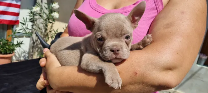 American Bully - Exotic - Yoda