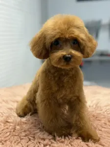 Zwergpudel - Felicitas ( Toy )