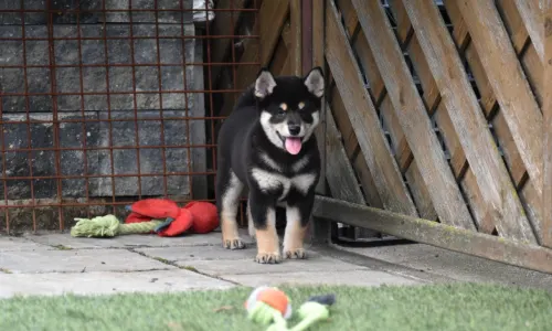 Shiba - Bravados Yasushi