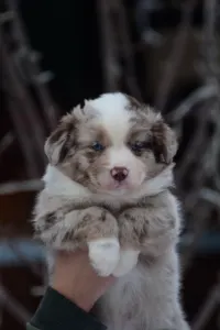 Miniature American Shepherd - Winstead Once Upon The Frontier