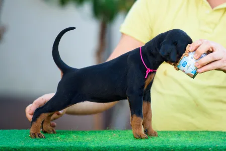 Dobermann - Kiara
