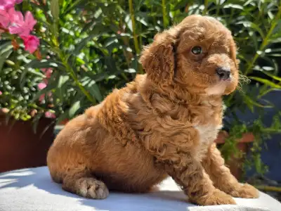Cavapoo - Artheon
