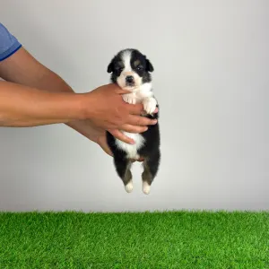 Australian Shepherd - Elany