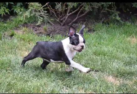 Boston Terrier - Gordon