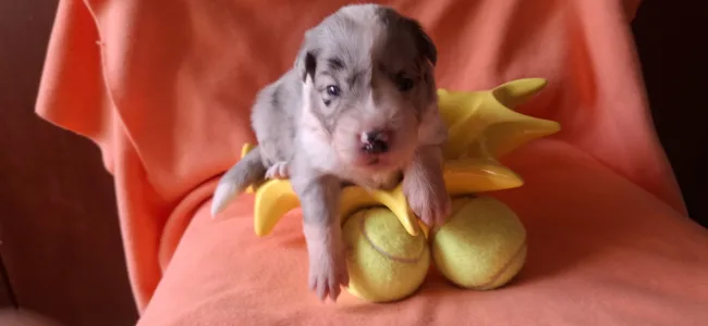 Border Collie - Frenklin