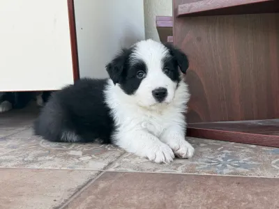 Border Collie - Fields Of Treasure Hold The Line