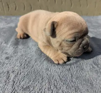 French Bulldog - Johnny