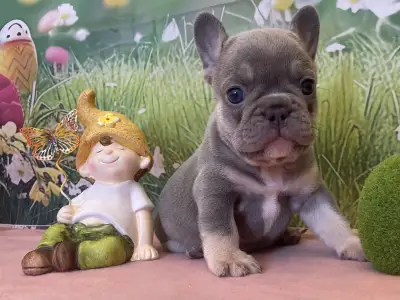 French Bulldog - Bella