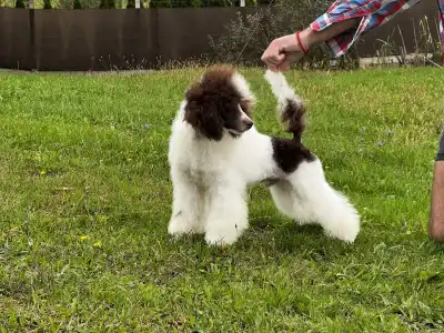 Toy pudl - Amore ( Dark Brown Particolor ) Dwarf Poodle