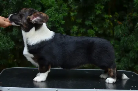 Cardigan welsh corgi - Kilini Mendenhall 