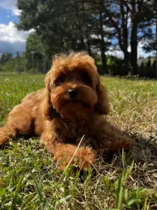 Cavapoo - Oscar 