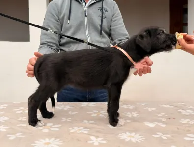 Irischer Wolfshund - Brie