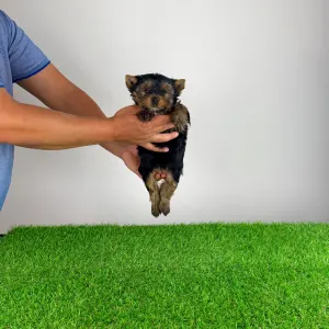 Yorkshire Terrier - Wiwi