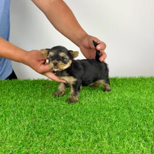 Yorkshire Terrier - Wolke