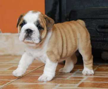 Angol bulldog - Rengőhegyi-ormán Delilah