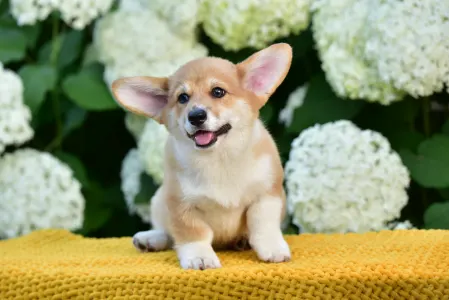 Welsh Corgi Pembroke - Gingers Heritage Lord Aeron