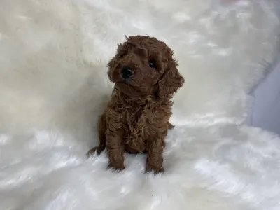 Poodle Miniature - Pepsi