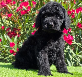 Cavapoo - Zeus