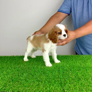 Cavalier King Charles spániel - Olympia