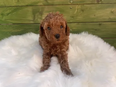 Poodle Miniature - Ruby