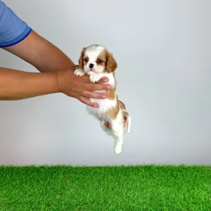 Cavalier King Charles spániel - Lotus