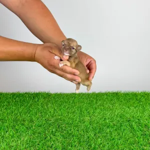 Chihuahua - Kamill