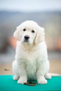 Golden Retriever - Brown Boy