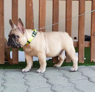 Bouledogue français - Elmo