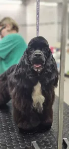 American Cocker Spaniel - Independent Of Your Sweetest Dream