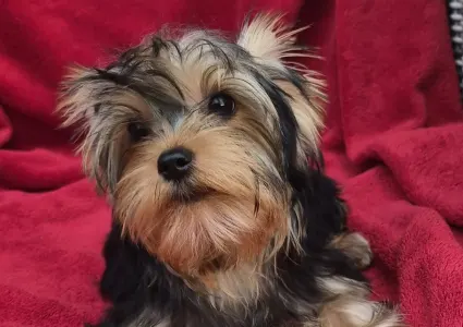 Yorkshire Terrier - Wizzard (adult Weight 2,8-3kg)