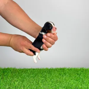 Кавалер кинг-чарльз-спаниель - Mirjam