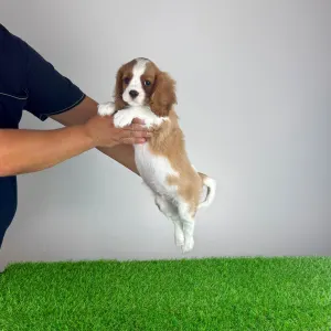 Cavalier King Charles Spaniel - Zlatan