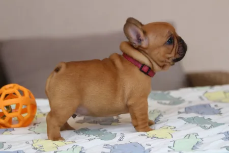 Französische Bulldogge - Ubie