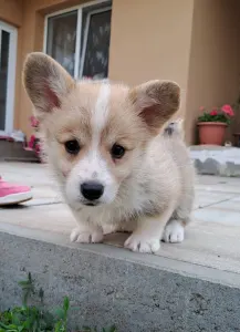 Welsh Corgi Pembroke - Charlotte