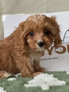 Cavapoo - Mangó