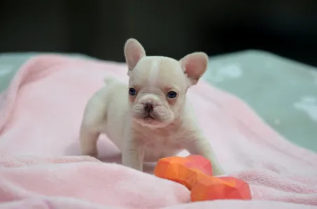 French Bulldog - Elke