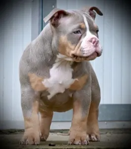 l'American Bully - Pocket - Lilly