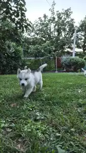 Siberian Husky - Apple Crumble š
